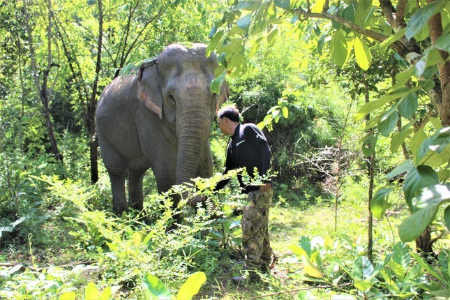 Voi Rok quy hiem sao Dak Lak len phuong an bao ton gap?-Hinh-3