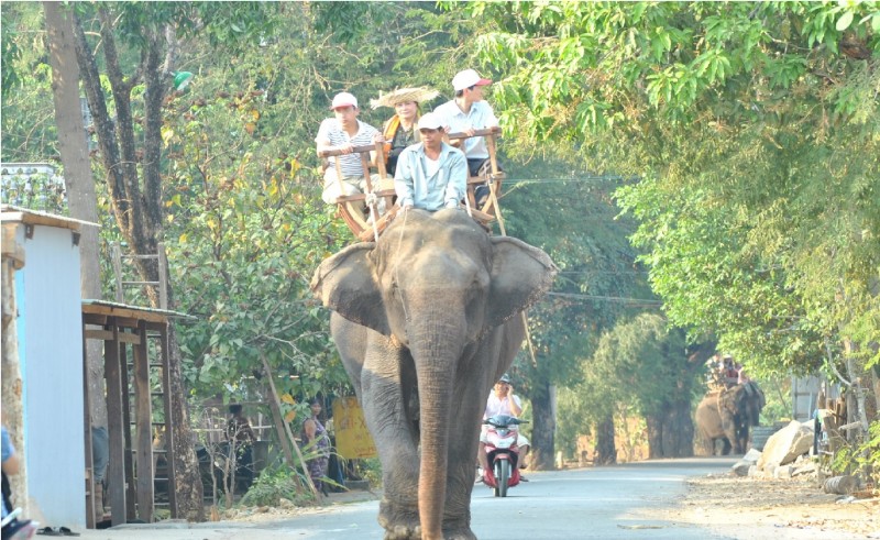 Voi Rok quy hiem sao Dak Lak len phuong an bao ton gap?-Hinh-6