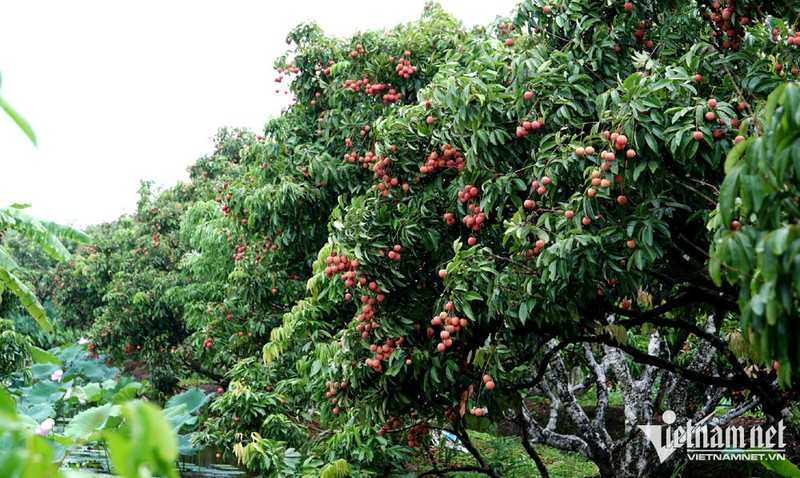 Tung la dac san re nhu cho, nay noi tieng thu ve nghin ty-Hinh-2