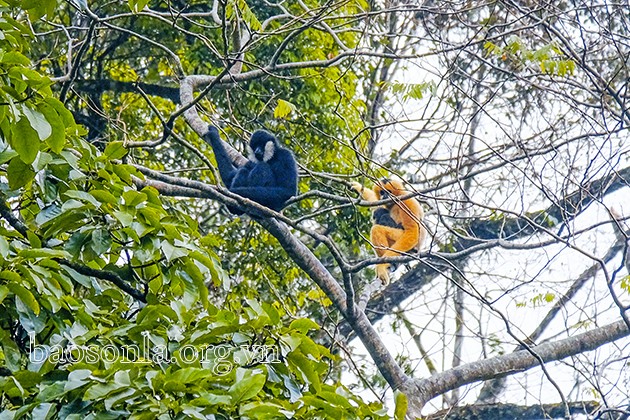 Nguoi dan TP.HCM ban giao ca the vuon den ma trang: Loai cuc hiem!-Hinh-6