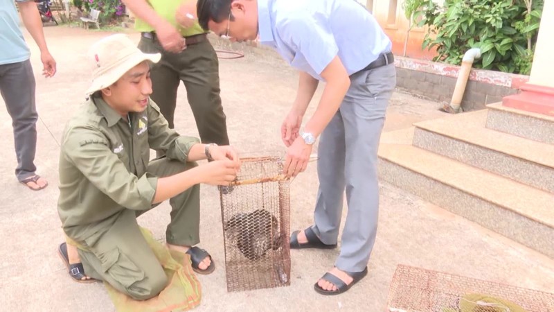 Bat duoc dong vat trong Sach do, dan Binh Phuoc giao cho chinh quyen-Hinh-2