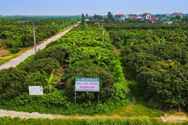 Nong dan Hai Duong thu hang tram trieu tu mua vai chin som-Hinh-11