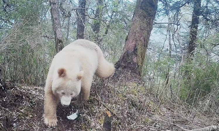 Gau truc trang va loat dong vat bach tang hiem co nhat hanh tinh