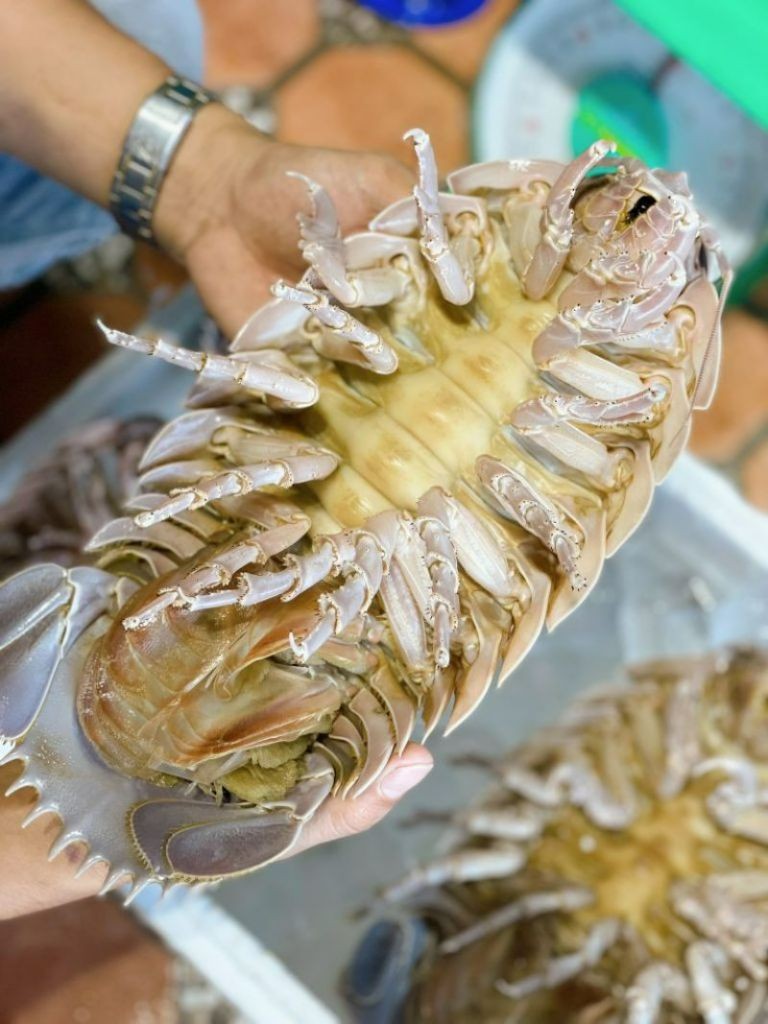 Sự thật kỳ lạ về loài bọ biển khổng lồ đắt hơn... tôm hùm - Hình 9 Su that ky la ve loai bo bien khong lo dat hon... tom hum-Hinh-9