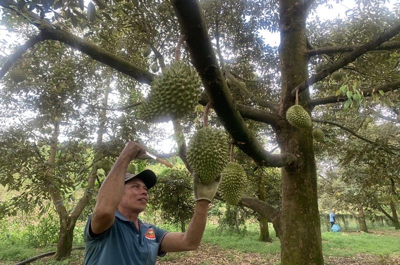 Trong sau rieng o Dong Nai vi nhu cay tien ty