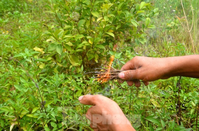 Tuyet chieu san ong vang kiem tien trieu moi ngay-Hinh-4