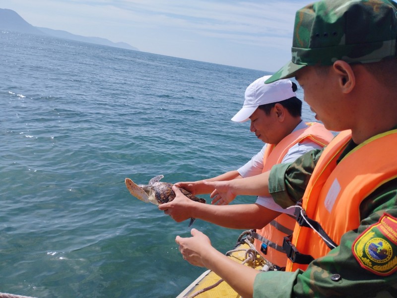 Tan muc ca the doi moi dua quy hiem duoc tha ve bien Khanh Hoa