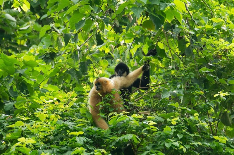 Bau vat Troi ban trong Vuon Quoc gia Cuc Phuong dep hang dau chau A-Hinh-6