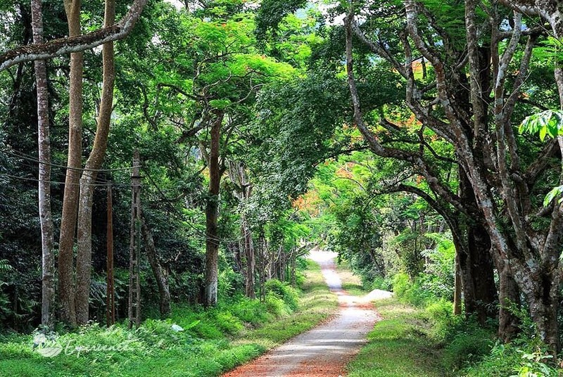 Bau vat Troi ban trong Vuon Quoc gia Cuc Phuong dep hang dau chau A