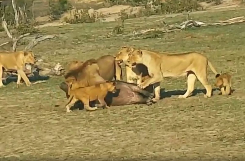 Video: Trau rung di lac nhan ‘an tu’ khi doi mat voi bay su tu