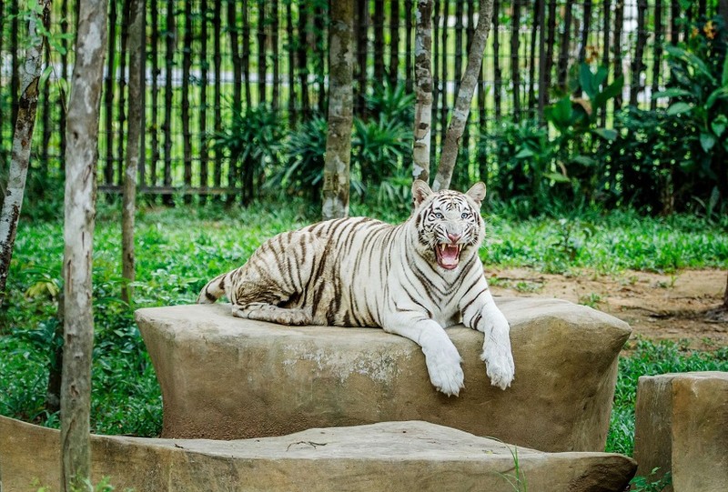 Ho Bengal sinh 7 con tai Bien Hoa: Loai sieu hiem o Viet Nam-Hinh-7