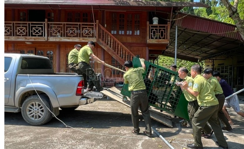 Nguoi dan Lao Cai hien tang ca the gau ngua 150 kg: Loai cuc hiem!-Hinh-4