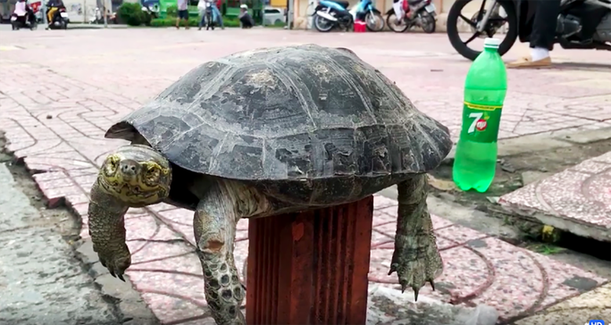 Tái thả 10 động vật hiếm về rừng: Toàn loài trong Sách Đỏ VN! - Hình 11 Tai tha 10 dong vat hiem ve rung: Toan loai trong Sach Do VN!-Hinh-11