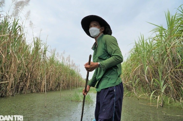 Nha may tam ngung, thuong lai ep gia, dan het man ma voi cay mia-Hinh-2