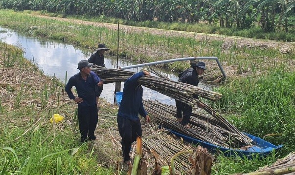 Nha may tam ngung, thuong lai ep gia, dan het man ma voi cay mia