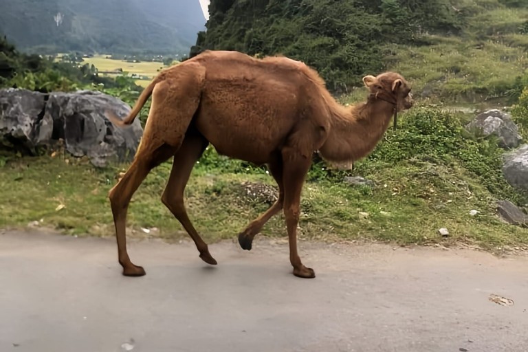 Ly do 'dac biet' khi lac da va chuot tui lien tiep xuat hien tai Cao Bang