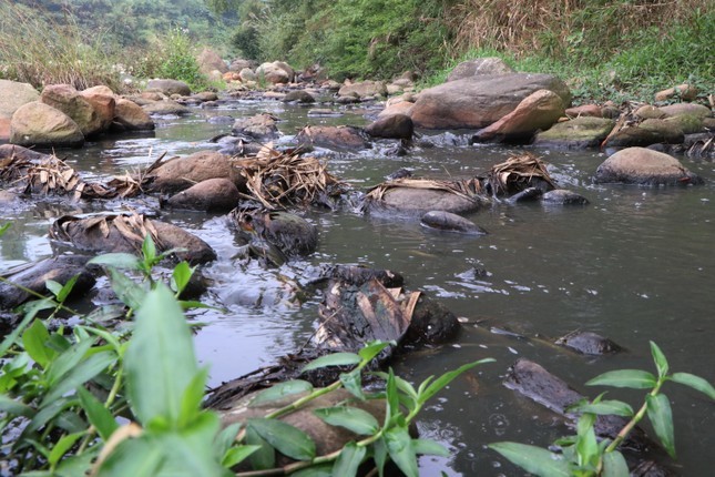 'Dong suoi chet' ben canh cac co so che bien dong rieng o Lai Chau-Hinh-11