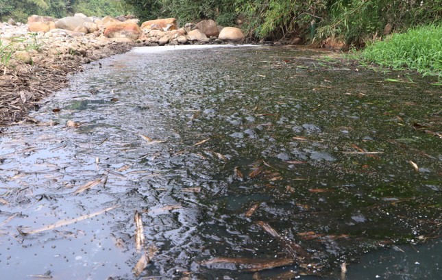 'Dong suoi chet' ben canh cac co so che bien dong rieng o Lai Chau-Hinh-8