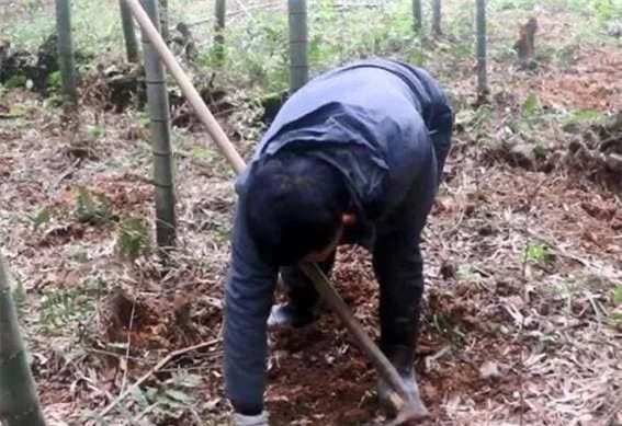 Vao nui hai rau dung trung 2 qua trung, ai ngo bau vat troi ban