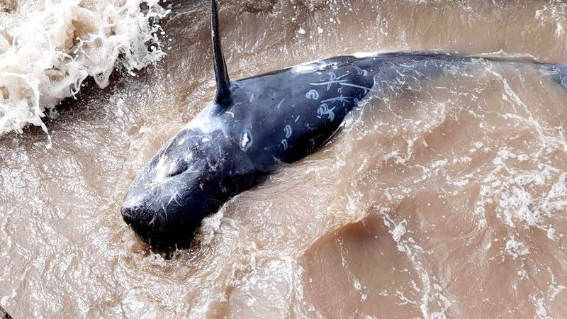 View - 	Cá voi cùng loạt quái ngư khủng dạt bờ biển Việt Nam 
