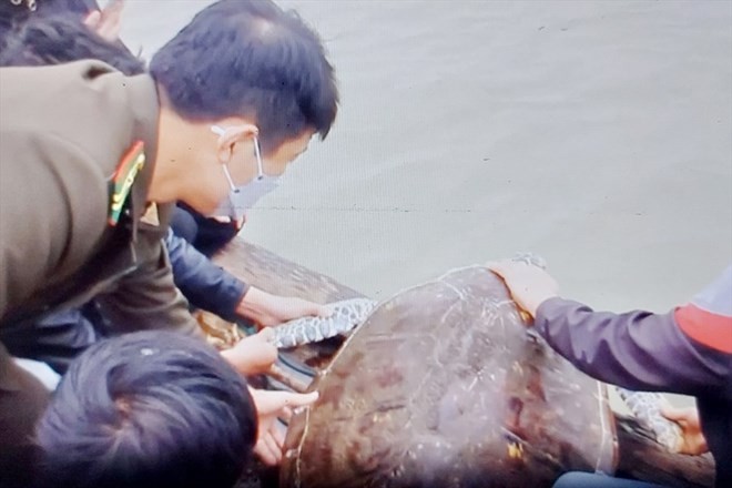 Ca voi cung loat “quai ngu” khung dat bo bien Viet Nam-Hinh-8