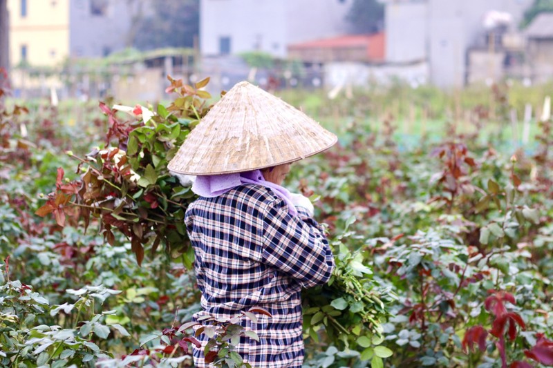 Thu phu hoa lon nhat Ha Noi tat bat truoc ngay 8/3-Hinh-11