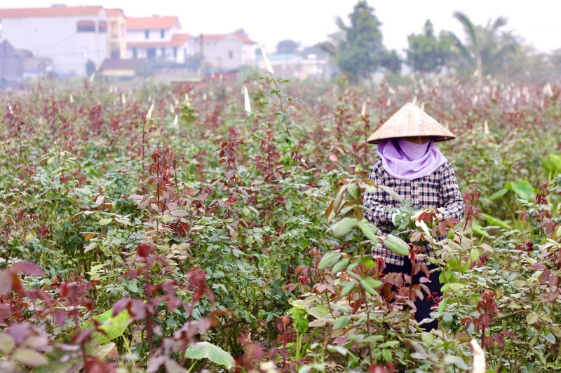 Thu phu hoa lon nhat Ha Noi tat bat truoc ngay 8/3-Hinh-2