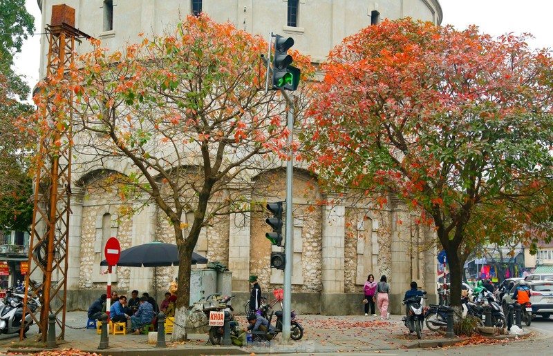 Ha Noi: Mua cay thay la dep nao long