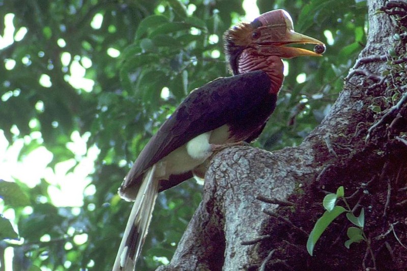 Chim “ua mau” giua nguc va nhung loai chim doc la-Hinh-9