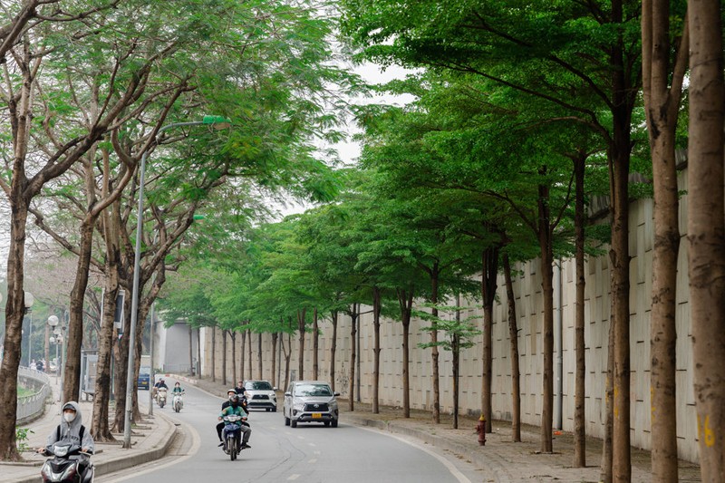 Lim tim hang cay bang la nho xanh muot trong long Ha Noi-Hinh-10