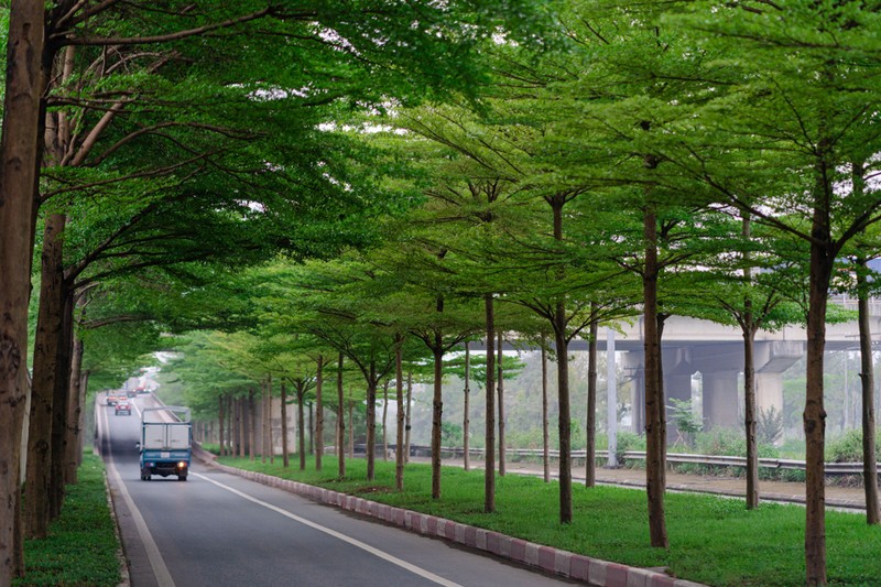 Lim tim hang cay bang la nho xanh muot trong long Ha Noi-Hinh-6