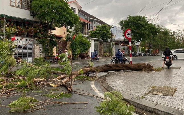 Hue: Gan 1.300 ha lua sap thu hoach nga do do giong loc-Hinh-4