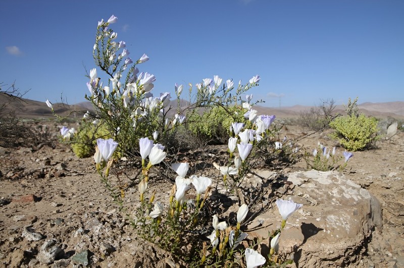 Hoa no bat thuong o sa mac Atacama-Hinh-4