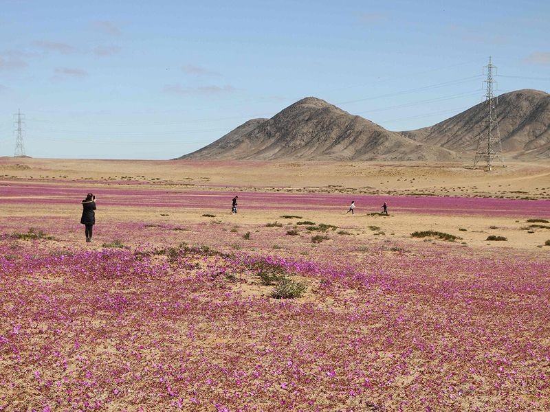 Hoa no bat thuong o sa mac Atacama-Hinh-5