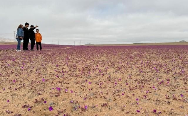 Hoa no bat thuong o sa mac Atacama-Hinh-8