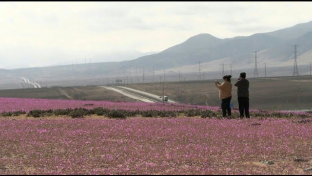 Hoa no bat thuong o sa mac Atacama-Hinh-9