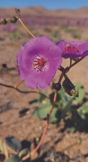 Nhung loai hoa khoe sac o sa mac Atacama kho can-Hinh-7