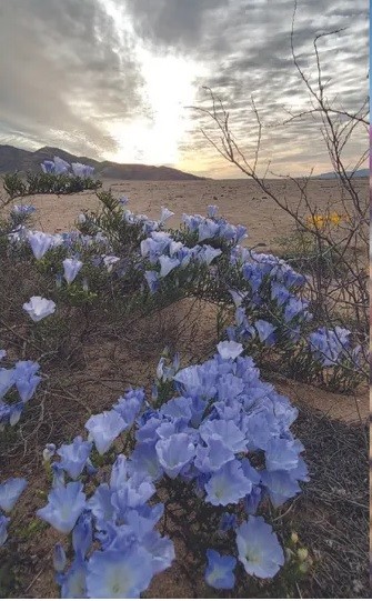 Nhung loai hoa khoe sac o sa mac Atacama kho can-Hinh-8