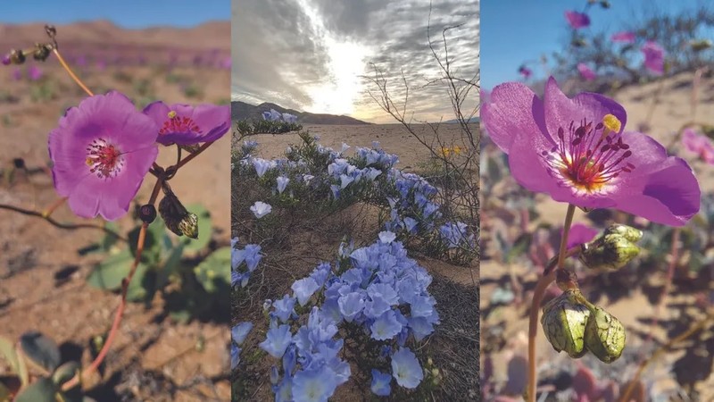 Nhung loai hoa khoe sac o sa mac Atacama kho can