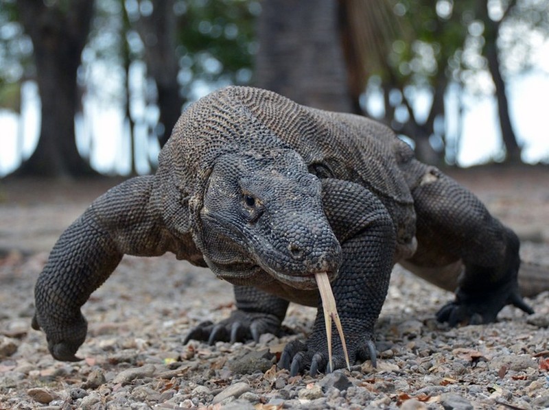 “Vu khi” giup rong komodo san moi cuc dinh-Hinh-4