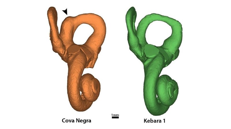 Giai ma truong hop dau tien mac hoi chung Down o nguoi Neanderthal-Hinh-3