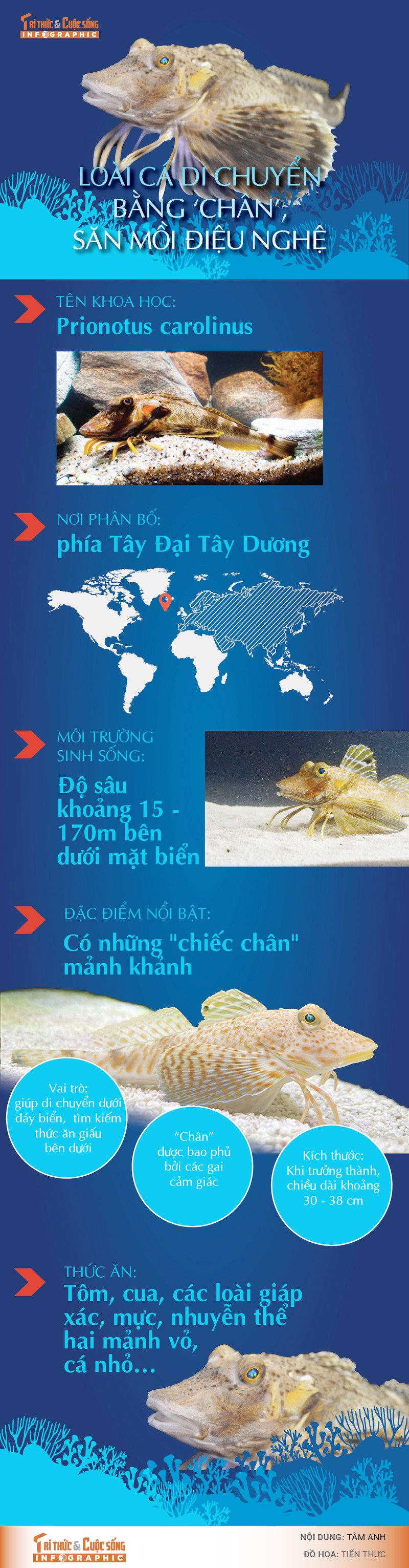 [INFOGRAPHIC]: Loai ca di chuyen bang 'chan', san moi dieu nghe