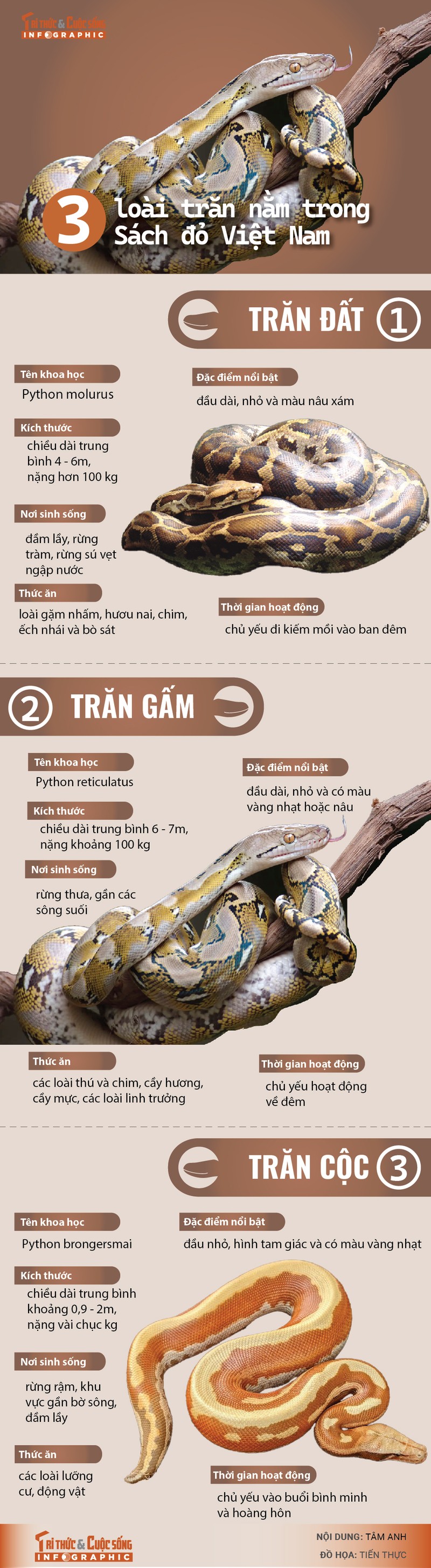 [INFOGRAPHIC] 3 loai tran nam trong Sach Do Viet Nam