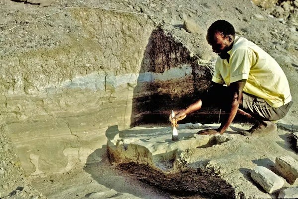 Dấu chân 1,5 triệu tuổi hé lộ bí mật tổ tiên loài người - Hình 6 Dau chan 1,5 trieu tuoi he lo bi mat to tien loai nguoi-Hinh-6