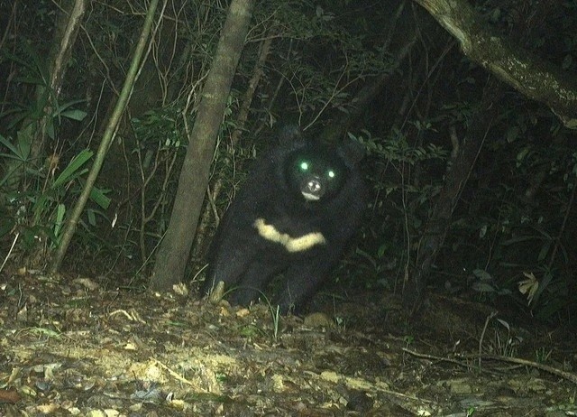 Gau ngua, bo tot quy hiem duoc ghi nhan o Kon Tum-Hinh-2