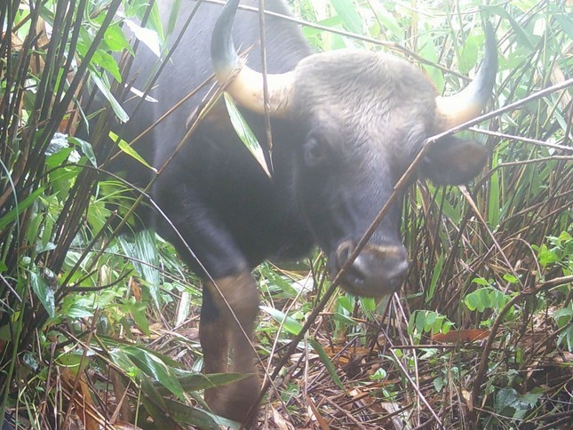 Gau ngua, bo tot quy hiem duoc ghi nhan o Kon Tum-Hinh-5