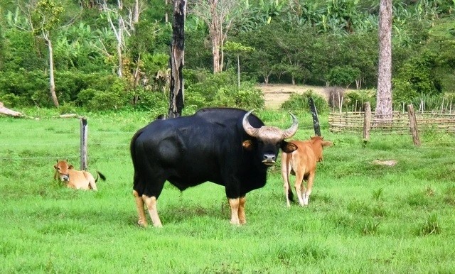 Gau ngua, bo tot quy hiem duoc ghi nhan o Kon Tum-Hinh-7