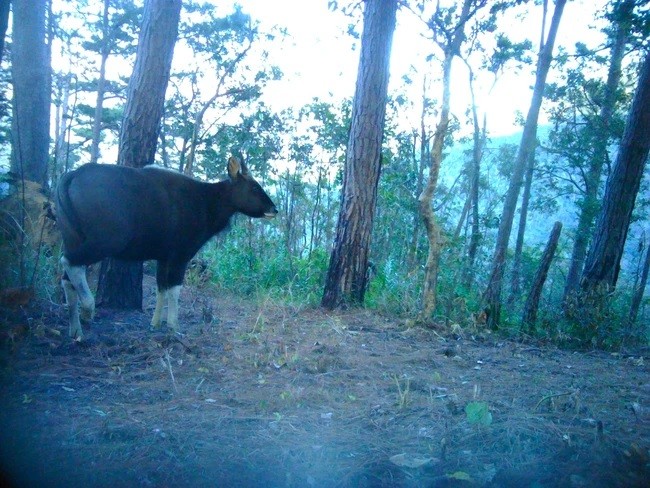 Gau ngua, bo tot quy hiem duoc ghi nhan o Kon Tum-Hinh-8