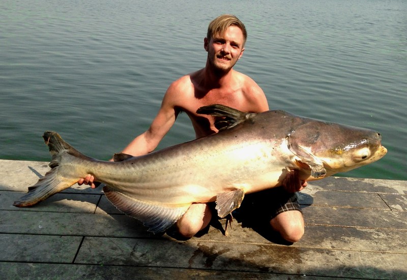 Phát hiện 6 con cá tra dầu khổng lồ hiếm gặp ở sông Mekong - Hình 2 Phat hien 6 con ca tra dau khong lo hiem gap o song Mekong-Hinh-2