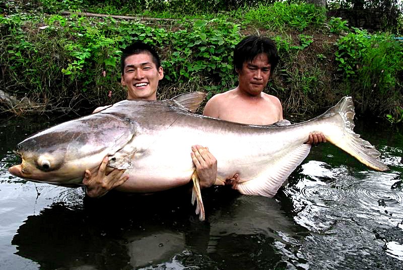 Phát hiện 6 con cá tra dầu khổng lồ hiếm gặp ở sông Mekong - Hình 3 Phat hien 6 con ca tra dau khong lo hiem gap o song Mekong-Hinh-3